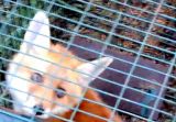 Dramatische Rettung eines Fuchsbabys aus einer illegalen Kastenfalle