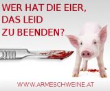 Arme Schweine - Stopp der betäubungslosen Ferkelkastration!