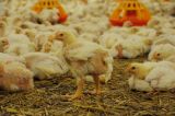 Donnerstag Wien-Stephansplatz: 40 tote Masthühner in Mistkübeln der Tierindustrie