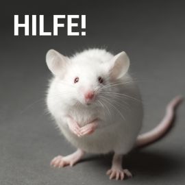 Eine weiße Ratte mit dem Text: HILFE! darüber.