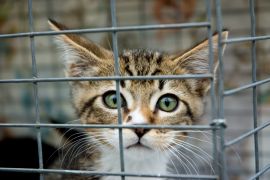 Katze in einem Käfig