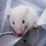 Weltversuchstiertag 24. April: VGT fordert strengen Kriterienkatalog für Tierversuchsanträge