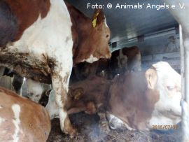 Stark verschmutze Kühe in einem dreckigen Transporter.