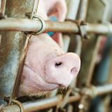 Tierschutzministerium: Verordnung Verbot in Schweinefabriken zu filmen in Begutachtung