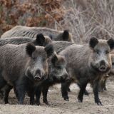 Statistik beweist: Großteil der in Österreich durch Jagd erlegten Wildschweine aus Gatter!