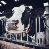 Morgen Bericht über Volksanwalt-Missstand Daueranbindehaltung von Rindern im Parlament