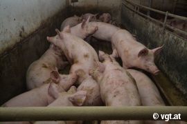 Schweine im engen Stall