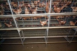 Die Hennen einer offiziellen Bodenhaltung sitzen alle in den ehemals versperrten Käfigen.
