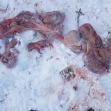 Treibjagd auf gefütterte Wildschweine: 11 Tierkinder kamen lebend aus erschossener Mutter