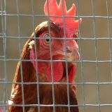 Vogelgrippe: Hennen unter Hausarrest