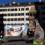 VGT fordert mit 4 m Fasan in Tirol: Aussetzverbot von Fasanen ins Bundestierschutzgesetz