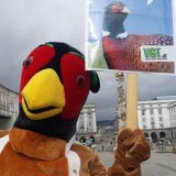 4 m Fasan „Anton“ am Linzer Hauptplatz fordert: ein echtes Tierschutzgesetz!