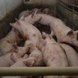 7/7 - Kulturschande Schweinehaltung: VGT fordert öffentliche Diskussion zur Nachbesserung des Tierschutzgesetzes