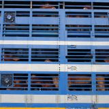VGT: 1 Million europäische BürgerInnen gegen Tiertransporte