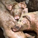 Grausamkeit statt Idylle: VGT deckt massiven Tierschutz-Skandal auf!