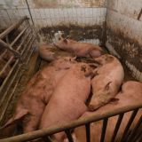 Empörung über Kärntner Schweine-Skandal