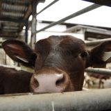 VGT Protestaufruf für Untersuchungsausschuss zu Tiertransporten