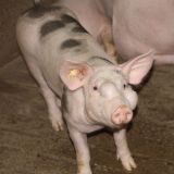 Schweine mit riesigen Abszessen – unglaubliches Leid