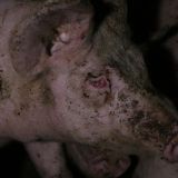 7/7 Schweineschutz-AktivistInnen fordern Tierqual-Stopp!