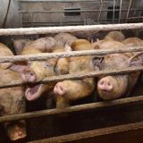 Tierquälerei richtig vermarkten!? Schweinebauern-Treffen bei Mochoritsch angekündigt