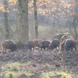 Aktuelle Fotos zeigen Tiermast und totale Naturzerstörung im Jagdgatter Mayr-Melnhof