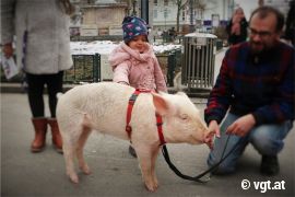 Ein kleines Kind streichelt Schweinchen Willi in der Grazer Innenstadt