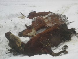 tote Kühe im Schnee
