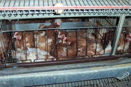 Hühner in einer Käfig-Batterie