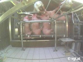 Schweine-Schlachtung