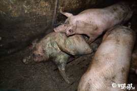 Grauenvolle Bedingungen in einem Schweinestall