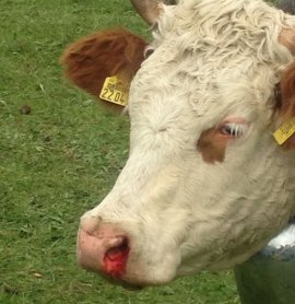 Kuh blutet aus der Nase