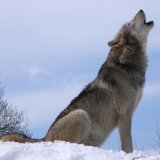 Erfolgreiche Pro-Wolf Kundgebungen des VGT im Waldviertel