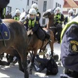 Polizei-Pferde: Gefahr für Mensch und Tier