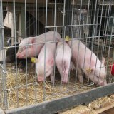 Tobelbad: Kleintiermarkt nach Anzeige geschlossen