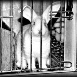 Einladung: Aktion zum Welttag-gegen-Tierversuche in Graz