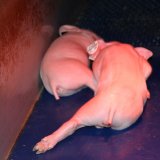 36.000 Ferkel gequält: Nur bedingte Haft für Schweinebauern!