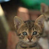 Der Verein gegen Tierfabriken fordert das erneute Verbot des Verkaufs von Hunden und Katzen in Tierhandlungen!