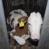 Tiertransporte: Kälber schützen, statt Kälber schlachten!