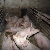 Unerträgliche Schönrederei von österreichischer Schweine-Quälerei durch VÖS