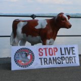 Internationaler Protest: Kälbertransporte abschaffen!