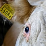 Fall „Verhungerte Rinder“: VGT begrüßt Ressort-Trennung in Kärnten