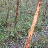 VGT zeigt Mayr-Melnhof wegen § 16 Forstgesetz „Waldverwüstung“ im Jagdgatter an