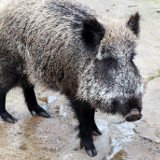 VGT begrüßt Gatterjagdverbot in NÖ, lehnt aber bejagdbare Wildgehege ab