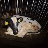 Paukenschlag in Vorarlberg: Tierärzte stellen sich gegen illegale Tiertransporte
