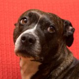 Petition gegen eine Maulkorb- und Leinenpflicht für sogenannte „Listenhunde“