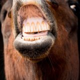 "Morddrohung" gegen Pferde – Wiens Fiaker zeigen ihr wahres Gesicht