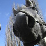 Richtungswende in Sachen Fiaker: Petitionsausschuss empfiehlt ein neues Konzept zum Wohl der Pferde!