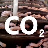 CO2-Betäubung bei Schweinen: nach wie vor grausam