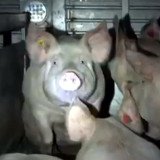Aufsehenerregende Protestaktion: Tierschützer_innen kritisieren illegalen Tiertransport