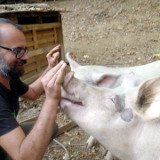 VGT-Vortrag: Leben mit Schweinen